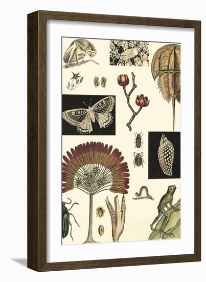 Nature's Curio IV-Vision Studio-Framed Art Print