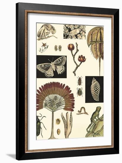 Nature's Curio IV-Vision Studio-Framed Art Print