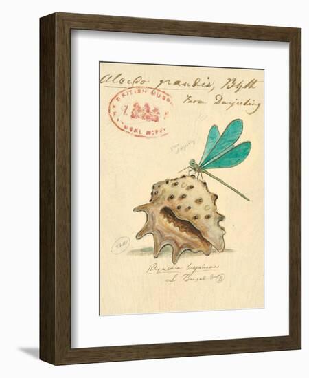 Nature's Curiosities 9-Chad Barrett-Framed Art Print