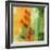 Nature^s Glow II-Chris Donovan-Framed Art Print