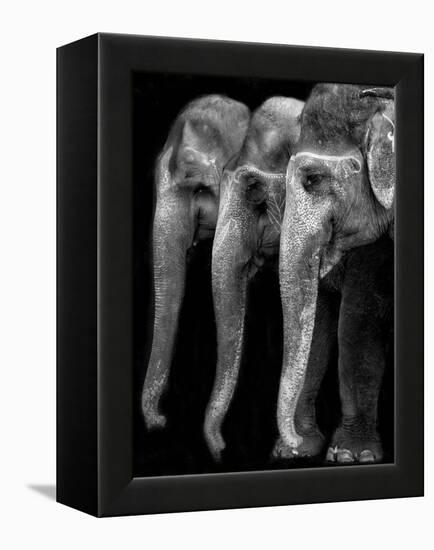 Nature's Great Masterpiece, an Elephant; the Only Harmless Great Thing...-Yvette Depaepe-Framed Premier Image Canvas