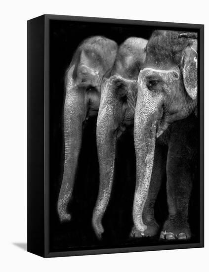 Nature's Great Masterpiece, an Elephant; the Only Harmless Great Thing...-Yvette Depaepe-Framed Premier Image Canvas