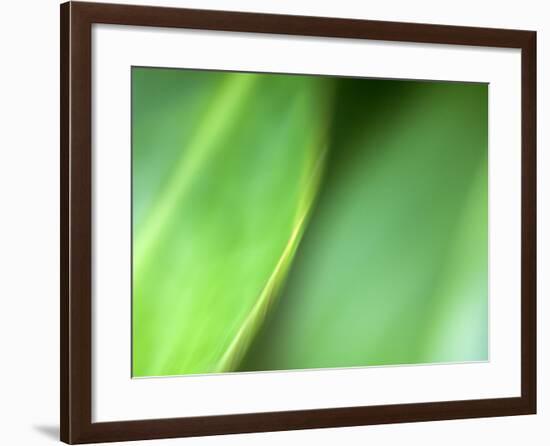 Nature's Green-Doug Chinnery-Framed Photographic Print