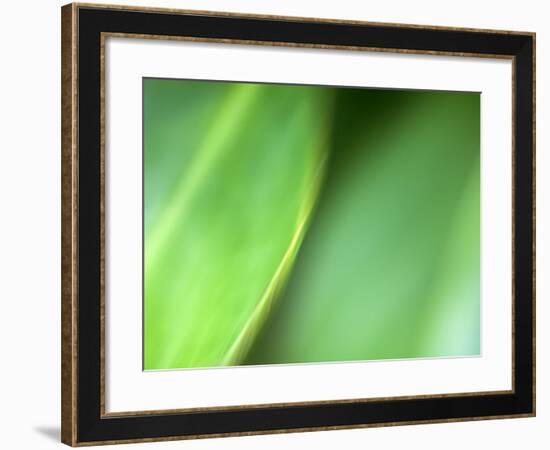 Nature's Green-Doug Chinnery-Framed Photographic Print