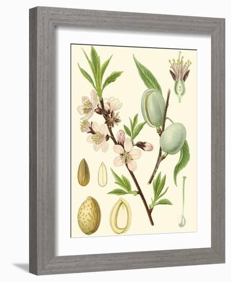 Nature's Harvest II-Vision Studio-Framed Art Print