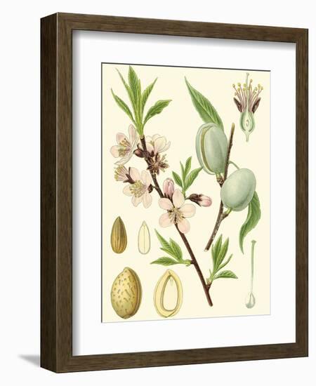 Nature's Harvest II-Vision Studio-Framed Art Print