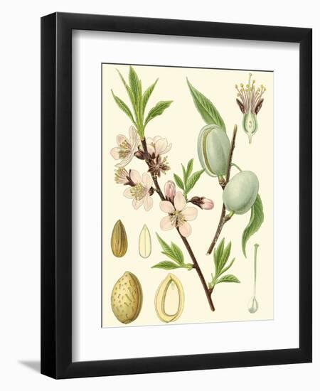 Nature's Harvest II-Vision Studio-Framed Art Print