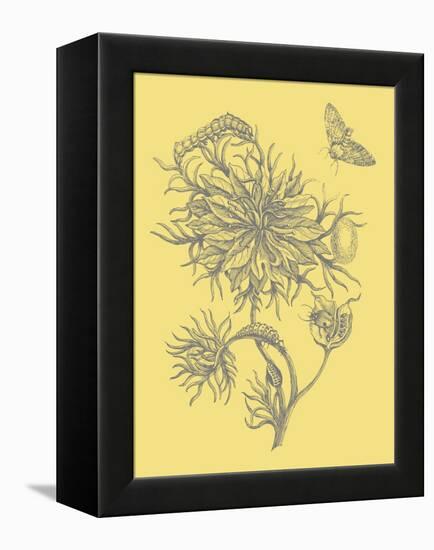 Nature's Optimism II-Vision Studio-Framed Stretched Canvas