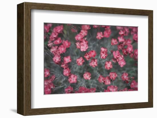 Nature's Textures I-Renée Stramel-Framed Photographic Print