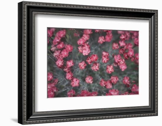 Nature's Textures I-Renée Stramel-Framed Photographic Print