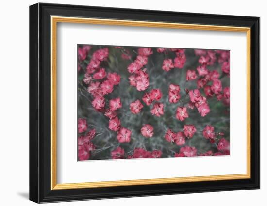 Nature's Textures I-Renée Stramel-Framed Photographic Print