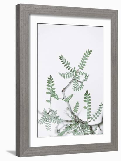 Nature Sprigs-Irene Suchocki-Framed Giclee Print