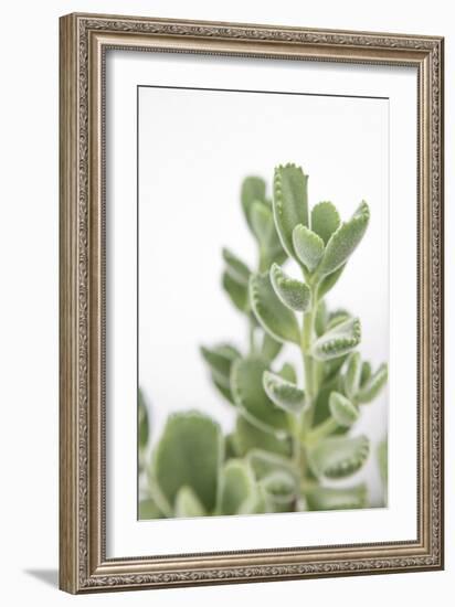 Nature Stillness-Irene Suchocki-Framed Giclee Print