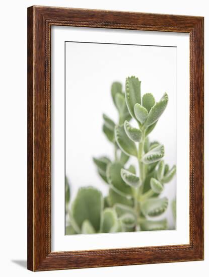 Nature Stillness-Irene Suchocki-Framed Giclee Print