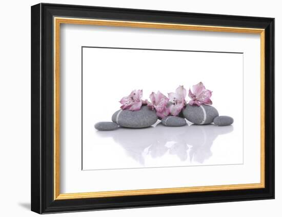 Nature Stones with Pink Orchid-Apollofoto-Framed Photographic Print