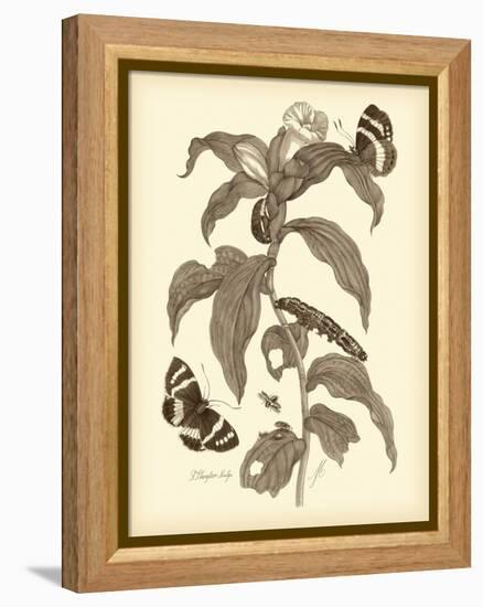 Nature Study in Sepia I-Maria Sibylla Merian-Framed Stretched Canvas