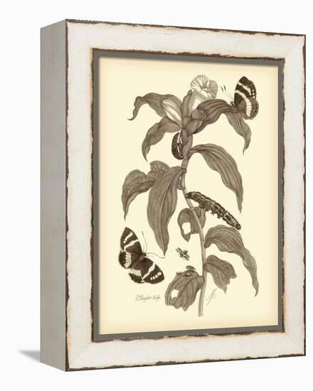 Nature Study in Sepia I-Maria Sibylla Merian-Framed Stretched Canvas