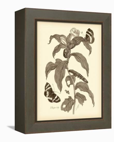 Nature Study in Sepia I-Maria Sibylla Merian-Framed Stretched Canvas