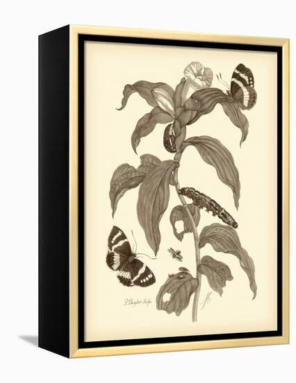 Nature Study in Sepia I-Maria Sibylla Merian-Framed Stretched Canvas