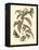 Nature Study in Sepia I-Maria Sibylla Merian-Framed Stretched Canvas