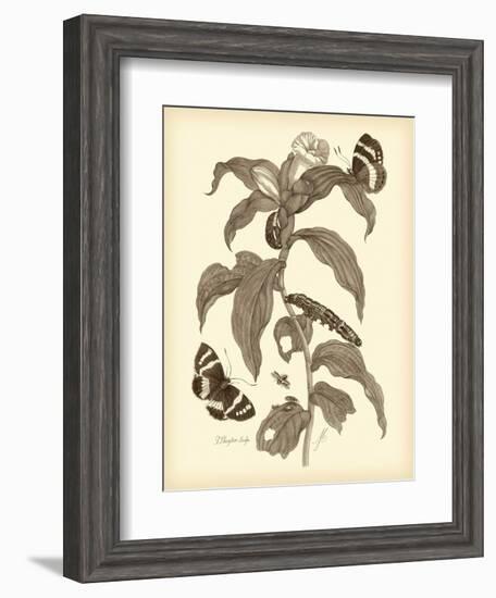 Nature Study in Sepia I-Maria Sibylla Merian-Framed Art Print