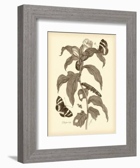 Nature Study in Sepia I-Maria Sibylla Merian-Framed Art Print