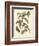 Nature Study in Sepia I-Maria Sibylla Merian-Framed Art Print