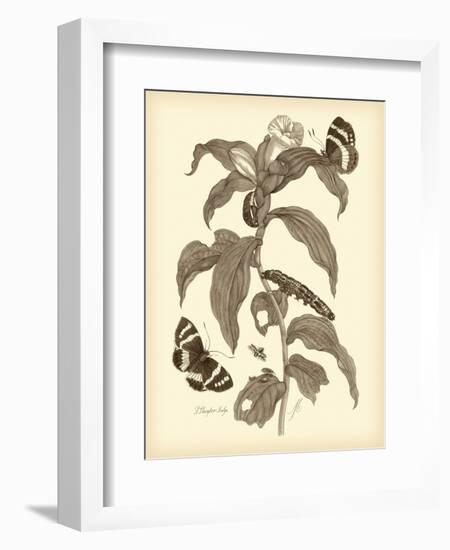 Nature Study in Sepia I-Maria Sibylla Merian-Framed Art Print