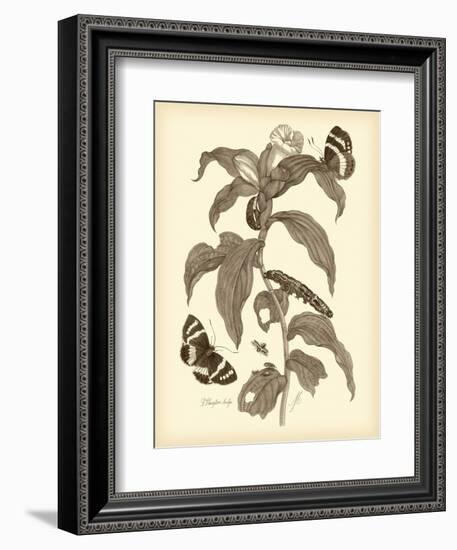 Nature Study in Sepia I-Maria Sibylla Merian-Framed Art Print