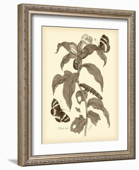 Nature Study in Sepia I-Maria Sibylla Merian-Framed Art Print