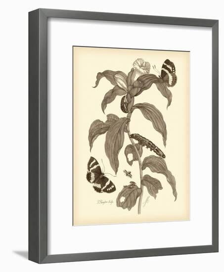 Nature Study in Sepia I-Maria Sibylla Merian-Framed Art Print