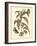 Nature Study in Sepia I-Maria Sibylla Merian-Framed Art Print