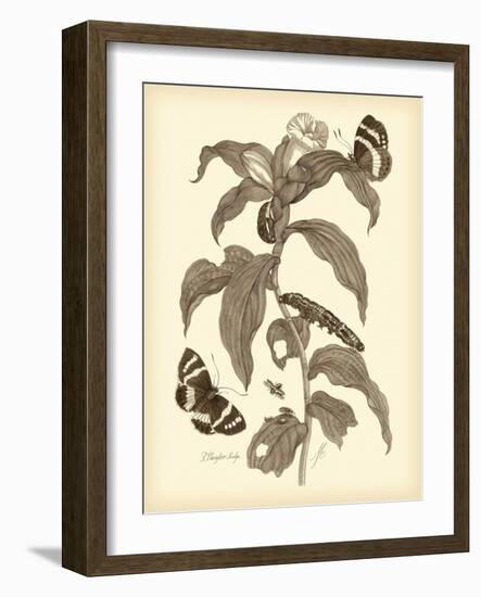 Nature Study in Sepia I-Maria Sibylla Merian-Framed Art Print