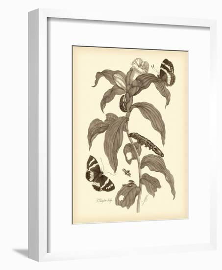 Nature Study in Sepia I-Maria Sibylla Merian-Framed Art Print