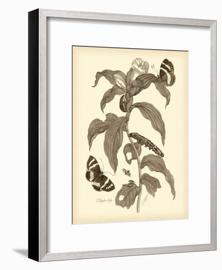 Nature Study in Sepia I-Maria Sibylla Merian-Framed Art Print