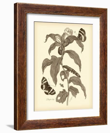 Nature Study in Sepia I-Maria Sibylla Merian-Framed Art Print