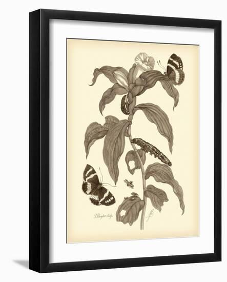 Nature Study in Sepia I-Maria Sibylla Merian-Framed Art Print