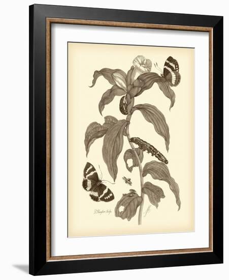 Nature Study in Sepia I-Maria Sibylla Merian-Framed Art Print