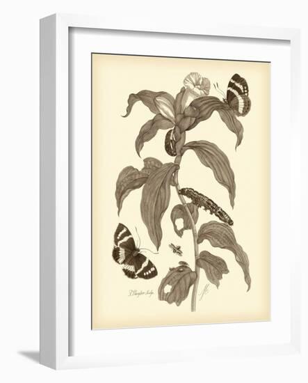 Nature Study in Sepia I-Maria Sibylla Merian-Framed Art Print