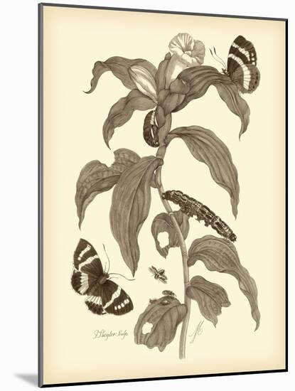 Nature Study in Sepia I-Maria Sibylla Merian-Mounted Art Print