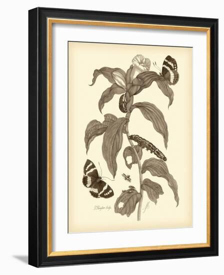 Nature Study in Sepia I-Maria Sibylla Merian-Framed Art Print