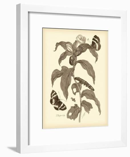 Nature Study in Sepia I-Maria Sibylla Merian-Framed Premium Giclee Print