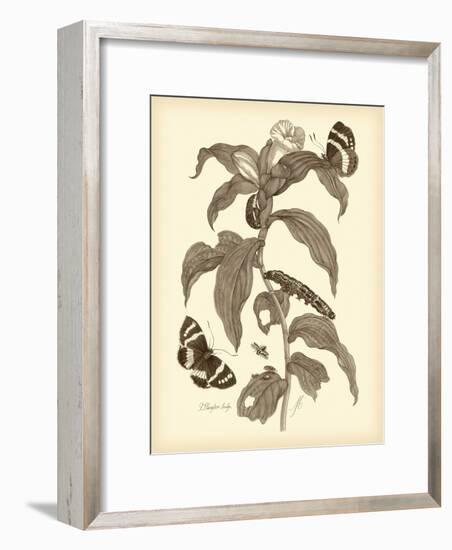 Nature Study in Sepia I-Maria Sibylla Merian-Framed Premium Giclee Print