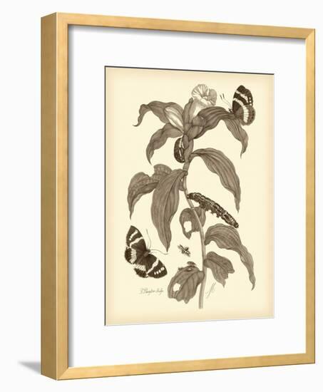 Nature Study in Sepia I-Maria Sibylla Merian-Framed Premium Giclee Print