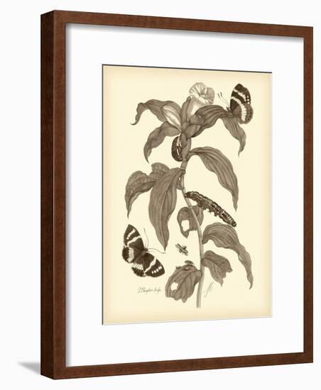 Nature Study in Sepia I-Maria Sibylla Merian-Framed Premium Giclee Print