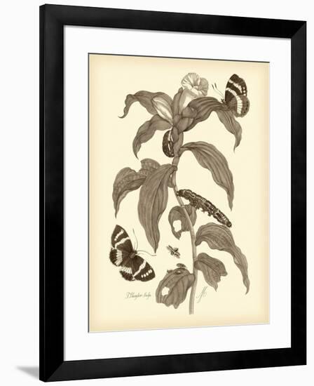 Nature Study in Sepia I-Maria Sibylla Merian-Framed Art Print