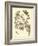 Nature Study in Sepia II-Maria Sibylla Merian-Framed Art Print