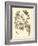 Nature Study in Sepia II-Maria Sibylla Merian-Framed Art Print