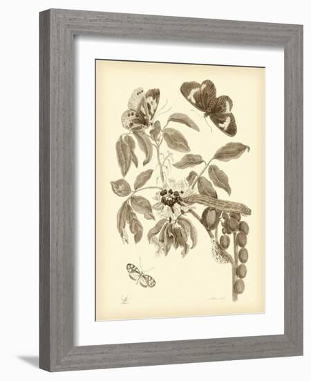 Nature Study in Sepia II-Maria Sibylla Merian-Framed Art Print