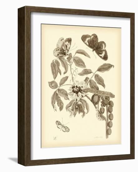 Nature Study in Sepia II-Maria Sibylla Merian-Framed Art Print